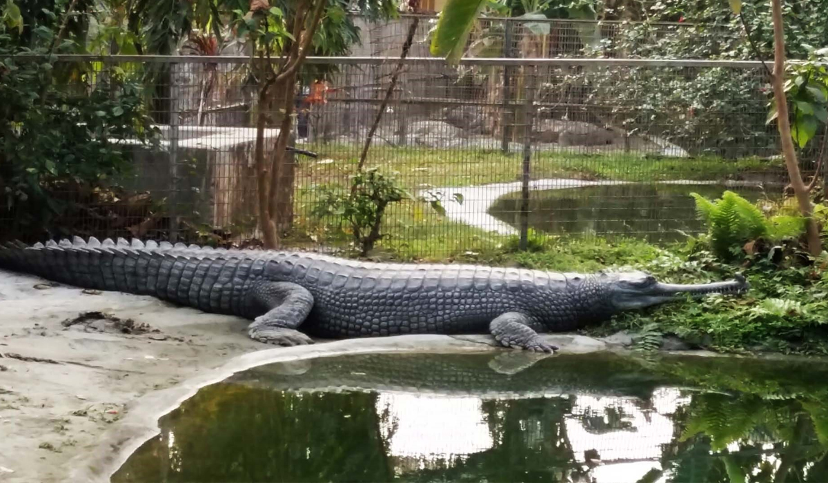 Amo Chu Crocodile Zoo