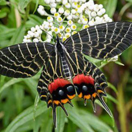 Butterfly wonderland